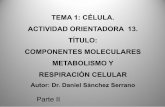 TEMA 1: CÉLULA. ACTIVIDAD ORIENTADORA 13. …uvsfajardo.sld.cu/sites/uvsfajardo.sld.cu/files/co14_resp._celular... · EFECTOS DE LOS INHIBIDORES DE LA CADENA TRANSPORTADORA DE ELECTRONES
