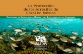 La Protección de los Arrecifes de Coral en México · Director Ejecutivo, Centro de Derecho Ambiental y de los Recursos Naturales (CEDARENA) seCretAriA Margot Venton, Canadá Presidente,