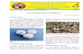 EL CULTIVO DE LA CEBOLLA - dagus.uson.mx · 1 Serie guías - producción de hortalizas DAG/HORT-015 Junio-2016 EL CULTIVO DE LA CEBOLLA