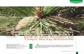 La vecería del pino salgareño (Pinus . salzmanii): un ...ebd06.ebd.csic.es/pdfscazorla/TiscarOliver.Montes.2009.pdf · Piña de pino salgareño comida por un piquituerto. prendió