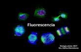 Microscopía de fluorescencia - IIB-INTECH · Estudiar procesos celulares: división celular, muerte celular, cambios en el potencial de membrana, endocitosis y exocitosis.
