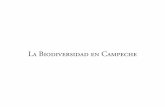La Biodiversidad en Campeche - etzna.uacam.mxetzna.uacam.mx/epomex/publicaciones/biodiversidad/Biodiversidad4_… · Cianobacterias filamentosas* Lyngbya sp. Microcoleus sp. Oscillatoria