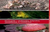 Peracarida – Anfípodos, Isópodos, Tanaidáceos & … · cesible en muchas partes del mundo. En este aspecto Chile ... Las partes bucales, que son rasgos importantes para los taxónomos