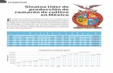 Sinaloa líder de producción de camarón de cultivo en ... · l cultivo de camarón en México ha sido una actividad que ... con un poco mas de 10,000 toneladas de camarón, ...
