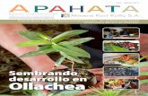 Ollachea - Minera IRL - Minera IRL · valor alimenticio de hortalizas como rabanito, zanahoria, betarraga, acelga, entre otras, ... Chino, encargado del Proyecto de Horticultura Tecnificada,