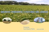 Ponente: Luis Bueno Torio Junio de 2018 · milagro filipino y 1% de arroz grano grueso morelos; ... futuro del arroz en mexico el futuro economico de mexico depende de variables y