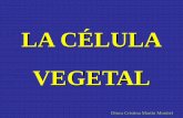 LA CÉLULA VEGETAL - … · Función de las Vacuolas Las vacuolas almacenan una gran variedad de moléculas que incluyen iones inorgánicos, ácidos orgánicos, azúcares, ... Los