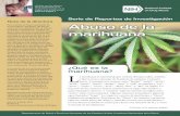 Nota de la directora Abuso de la marihuana - drugabuse.gov€¦ · la concentración, el movimiento, la coordinación y la percepción senso-rial y del tiempo. Los receptores de cannabinoides