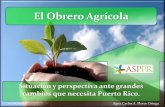 El Obrero Agrícola - online.saludprimariapr.orgonline.saludprimariapr.org/edu_materials/mat16/material3.pdf · Organización gerárgica en la finca Agricultor Obrero agrícola Obrero