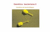 Gen ética de bacteri ófagos - Genética y Biología ... · Generalidades de Virus Virus de la influenza (200 nm) • Tamaño 24 – 300 nm • DNA o RNA, de cadena simple o doble