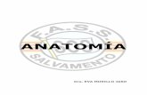 Anatomia 2006 EVA MURILLO - sosaragon.essosaragon.es/documentos_tecnicos/documentos/113755/Anatomia_Cur… · El hombre es un animal vertebrado, tiene simetría bilateral, un esqueleto