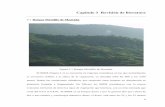 Capítulo 3 Revisión de literatura - catarina.udlap.mxcatarina.udlap.mx/u_dl_a/tales/documentos/laec/ferrari_l_r/... · indican que las plantaciones tradicionales de café bajo sombra