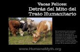Vacas Felices: Detrás del Mito del Trato Humanitariohumanemyth.org/downloads/happycows_spanish.pdf · ternera han contratado a agencias de publicidad ... promueven la idea de que