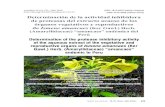 Determinación de la actividad inhibidora de proteasas … · (Malvaceae); Carica candicans A. Gray “papaya silvestre” “odeque” (Caricaceae); Apodanthera ferreyrana Mart.