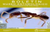 MUSEO ENTOMOLÓGICO - …ciencias.medellin.unal.edu.co/museos/entomologico/images/Boletin/... · Introducción La familia formicidae posee cabeza prognata, segmento antenal basal