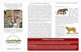 Características de los felinos: LOS GRANDES … al máximo la cacería de presas naturales de los felinos en la región (venados, guaras, borugas, armadillos, etc.). Tenga animales