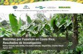 Marchitez por Fusarium en Costa Rica, Resultados de ... · No existen métodos efectivos de combate. Limita la producción de variedades susceptibles como lo es Gros Michel (AAA)
