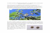 La falsa mandioca (Manihot grahamii*): un arbolito nativo ...guayubira.org.uy/monte/Manihot.pdf · algunos árboles o arbustos muy poco comunes en el monte son ampliamente conocidos