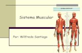 Sistema Muscular - angelpaganbiologia.files.wordpress.com · Definición del Sistema Muscular Es el conjunto de más de 650 músculos, cuya principal función es generar movimiento