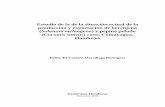 Estudio de la de la situación actual de la producción y ... · berenjena (Solanum melongen) y pepino peludo (Cucumis sativus) caso; Comayagua, Honduras. Proyecto de graduación