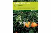 DOSSIER - .N20 DOSSIER CTRICS (I) N20 DOSSIER PRESENTACI“ En els darrers anys, el sector citr­cola