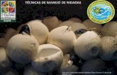 TÉCNICAS DE MANEJO DE NIDADAS - ceura.com.mx20sobre%20manejo%20y%20... · sobrevivencia provee información fundamental para la conservación y manejo de las tortugas marinas . g