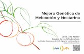 Mejora Genética de Melocotón y Nectarina - frutadehueso.com · Agua-Planta: UPCT-CEBAS, IMIDA Nutrición: Sustainable Agro Solutions SA (SAS-CODA), ... de Italia y Francia Evolución