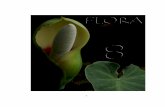 INTRODUCCION - Corporación Autónoma Regional del Tolima · ... el cual es de gran importancia para el ... La fotosíntesis es el proceso químico mediante el cual las hojas usan