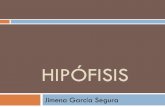 HIPÓFISIS - s4f1d769cf586f6c7.jimcontent.coms4f1d769cf586f6c7.jimcontent.com/download/version/1378916034/... · Es una glándula endocrina situada en la silla turca del hueso esfenoides,