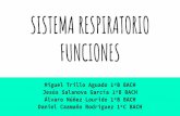 SISTEMA RESPIRATORIO FUNCIONES - …anatomia1bach.weebly.com/.../funciones_sistema_respiratorio.pdf · función de los bronquios Una de las funciones primarias de los bronquios, es