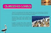 GUANO DE ISLA - agroancash.gob.peagroancash.gob.pe/agro/wp-content/uploads/2016/06/GUANO_DE_ISLA.pdf · alimento a las aves marinas, que habitan en las zonas costeras. ... Se procesa