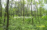 MONTE BAJO - ecaths1.s3.amazonaws.comecaths1.s3.amazonaws.com/silvicultura/685227835.monte bajo1.pdf · Métodos de regeneración del monte bajo Monte bajo irregular Entresaca por