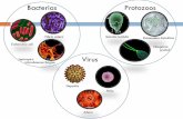 Bacterias Protozoos - Química Ambiental · El Grupo Coliforme Géneros: Escherichia, Enterobacter, Klebsiella, Citrobacter, etc. Se encuentran en el intestino del hombre y de los