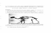 El Myotragus de Can Sion:: Primer esqueleto completo (no ...ibdigital.uib.cat/greenstone/collect/bolletiHistoriaNatural/index/... · y de o.tro.s animales: cabra, buey y caballo.,