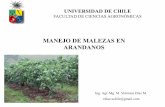 MANEJO DE MALEZAS EN ARANDANOS - Frontpage · UNIVERSIDAD DE CHILE FACULTAD DE CIENCIAS AGRONÓMICAS MANEJO DE MALEZAS EN ARANDANOS ... ALELOPATIA . 23-05-2017 M. Verónica Díaz