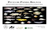 PECES DE PANDO, BOLIVIA - Field Guidesfieldguides.fieldmuseum.org/sites/default/files/rapid-color-guides... · ESPECIES DE IMPORTANCIA COMERCIAL EN MERCADOS DE LA CIUDAD DE COBIJA