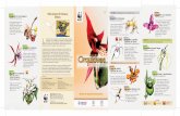 Epífitas: Terrestres - awsassets.panda.orgawsassets.panda.org/downloads/g05_guia_orquideas.pdf · Orquídea zapatilla, zapatilla de dama (Mexipedium xerophyticum) Habita en pedregales