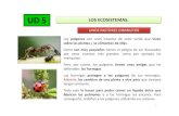 UD 5 LOS ECOSISTEMAS. - aulasptmariareinaeskola.esaulasptmariareinaeskola.es/app/download/9103853/4Los+Ecosistemas+... · Hacemos un mural. Representa en una “cadena alimentaria”