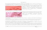 INDUMENTO - Anatomía de Espermatófitasanatomiavegetal.weebly.com/uploads/8/0/2/3/8023705/7._tejido_de... · 2012 Página 3 Los pelos glandulares secretan diferentes sustancias,