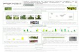 Presentación de PowerPoint - icia.es · Se realizaron 81 prospecciones en cultivos de platanera de las cinco islas ... en cultivos de platanera de Canarias Las mayores pérdidas