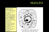 NUCLEO - japt.esjapt.es/bio2bach/CITOLOGIA/nucleo.pdf · NUCLEAR: Complejo del poro Regula el intercambio entre citoplasma y núcleo de forma dinámica (aparecen y desaparecen según