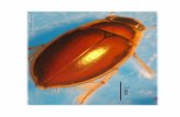 Los Coleópteros Acuáticos (Coleoptera 2017 Coleópteros... · pueden ser confusos para algunas familias. En la última década se ha utilizado con frecuencia el texto de Archangelsky
