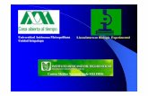 Universidad Autónoma Metropolitana Licenciatura en Biología ...148.206.53.84/tesiuami/UAMI10623.pdf · •Reemplazo de tejido muscular por conjuntivo y adiposo. Anticuerpos-primarios