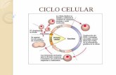 CICLO CELULAR - s95b9e63f05c6a963.jimcontent.com · El ciclo celular es el proceso ordenado y repetitivo en ... existente en el núcleo celular. La duración del ciclo celular varía
