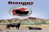 LA RAZA SOBRESALIENTE - asociacionbrangusmexicana.org · miento del ganado de registro es el de Mejoramiento Genético, en el cual la raza Brangus ha participado en eventos en Aguascalientes,