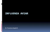 Influenza Aviaravichile.weebly.com/uploads/4/9/9/2/4992878/influenza_aviar.pdf · Definición de Influenza Aviar (Enfermedades lista A OIE) ... Edema de la traquea con exudado