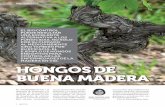 MADERA EN VID. HONGOS DE BUENA MADERA - …chile2007.pipra.org/articlePDFs/key_1529503283.pdf · va que regula la venta y uso de productos ... salud humana, animales y el medio ambiente.