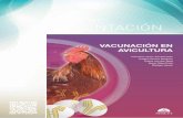 DoSIEr DE PrESEnTACIón - grupoasis.com · Viruela aviar descripción de la enfermedad parámetros afectados y signos clínicos Vacunación relación entre la vacunación y el beneficio