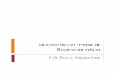 Mitocondria y el Proceso de Respiracion celular · Ocurre en la matriz de las mitocondrias ... intermediario de alta energía y relaciona la oxidación de los sustratos con la ...