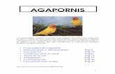 AGAPORNIS - sc611dbe4d017e87a.jimcontent.com · 1 AGAPORNIS Los inseparables, también conocidos como pájaros del amor , son originarios de África, continente en el que se han desarrollado